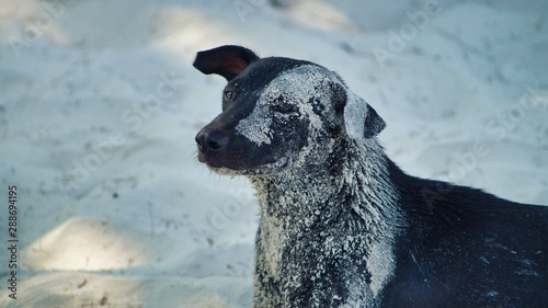 A dog with sand on fur lying on the sand on a beach, Koh Rong Island, Cambodia photo