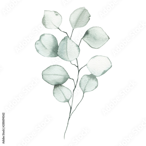 Fotografie, Tablou Watercolor eucalyptus dusty green leaf plant herb spring flora