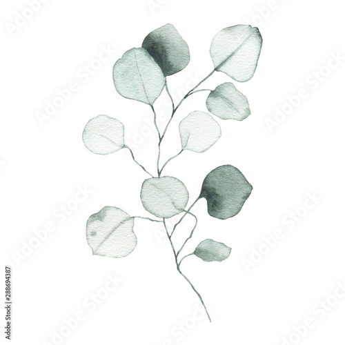 Papier peint Watercolor eucalyptus dusty green leaf plant herb spring flora