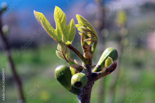 Germogli e gemme di fico ficus