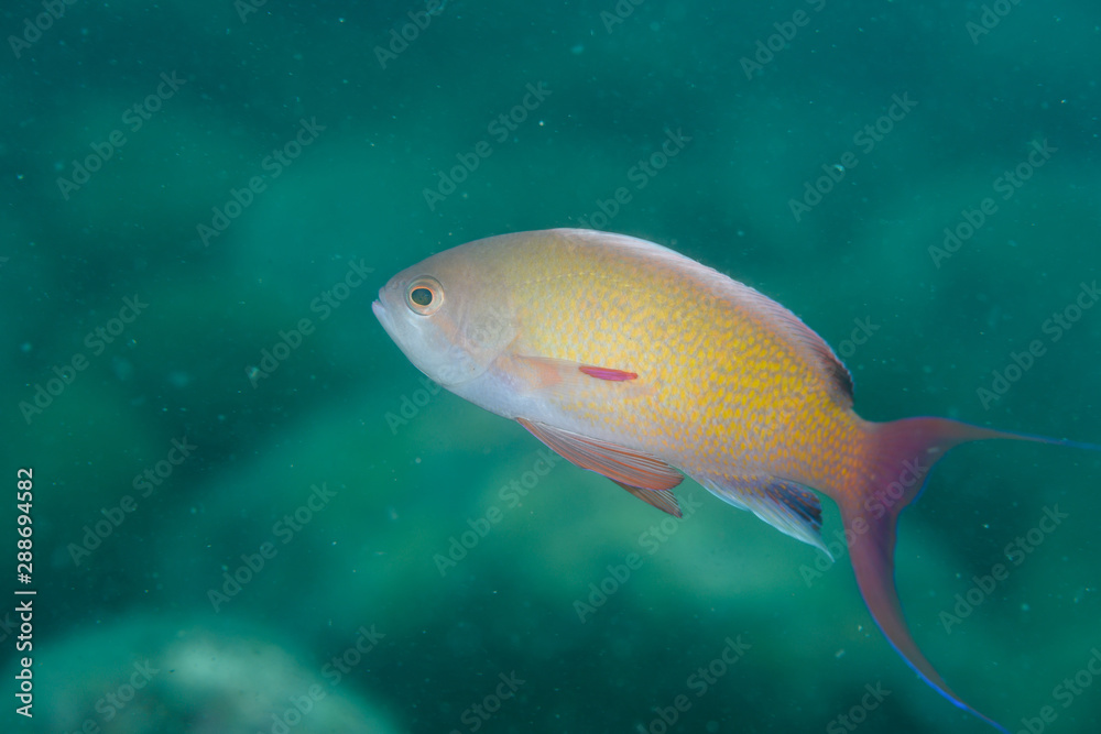 Naklejka premium キンギョハナダイ