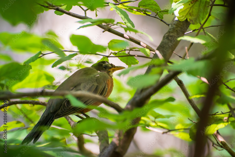 robin in a spicebush with berries robin in a spicebush with berries