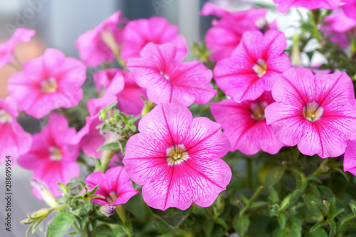 beautiful petunia flowers red and pink. Close up