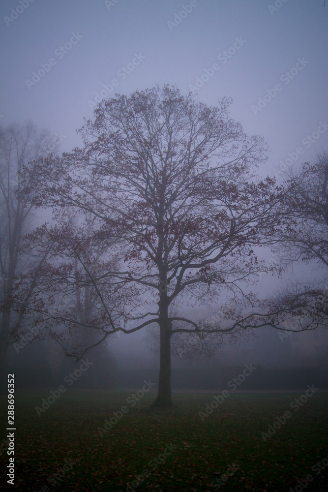 Dramatic dark trees with branches on the foggy scary day, scary and halloween concept Dramatic dark trees with branches on the foggy scary day, scary and halloween concept