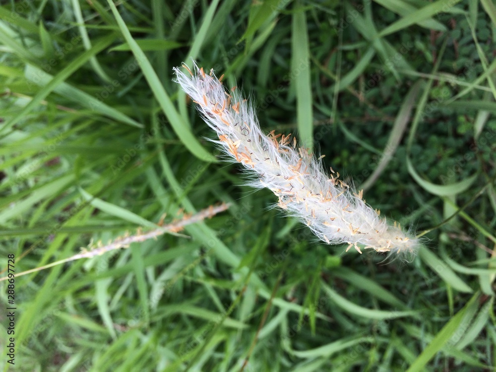 feather on green grass