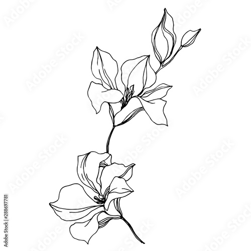 Vector Orchid floral botanical flowers. Black and white engraved ink art. Isolated orchids illustration element.