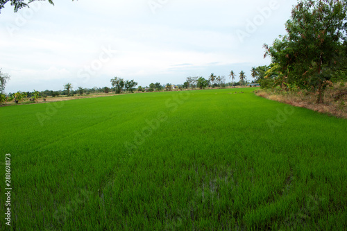 landscape with paddy and trees