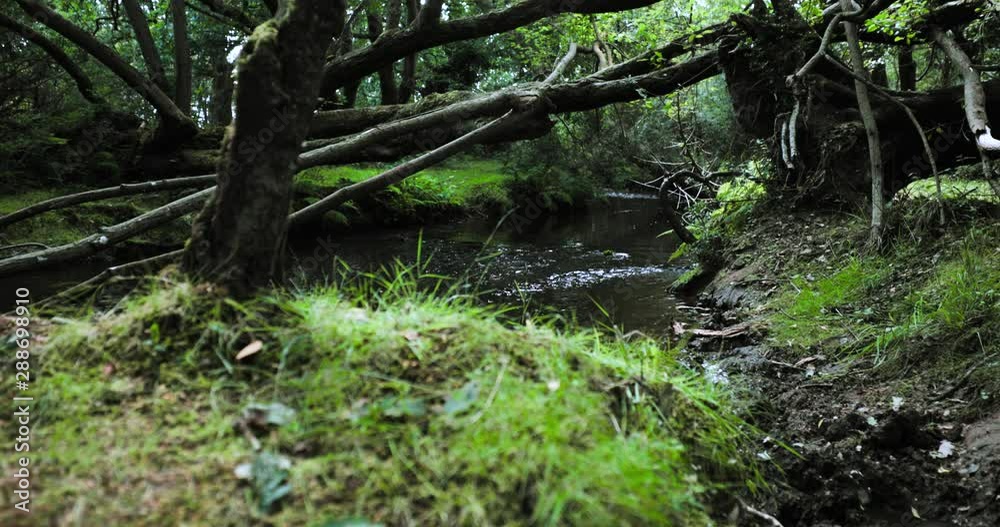 Tracking shot river running through woodland Tracking shot river running through woodland