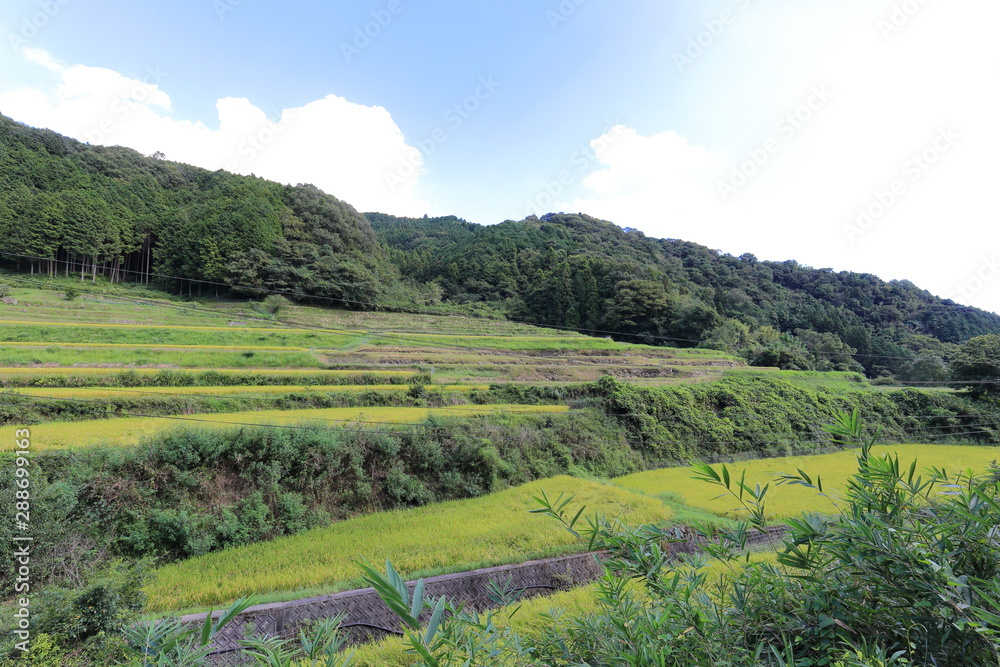 Rice terraces in Okayama, japn