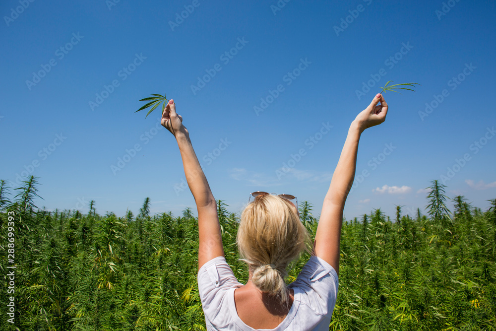 Hands holding CBD hemp leaves in air on field. Hands holding CBD hemp leaves in air on field.