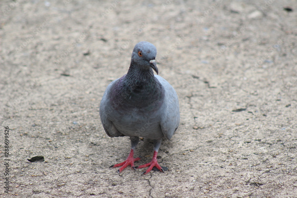 Fototapeta premium A pigeon