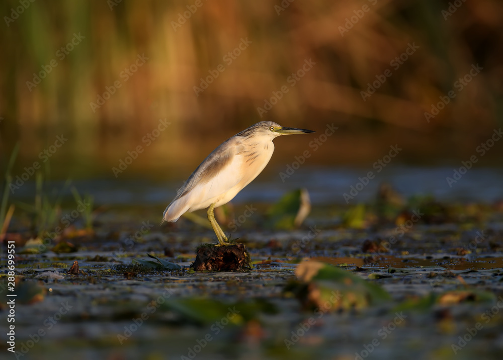 squacco heron (Ardeola ralloides) in the winter plumage filmed in soft morning light. Keeps in its beak caught prey - a large loach. Unusual angle and close-up photo squacco heron (Ardeola ralloides) in the winter plumage filmed in soft morning light. Keeps in its beak caught prey - a large loach. Unusual angle and close-up photo