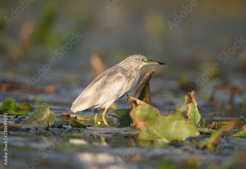 squacco heron (Ardeola ralloides) in the winter plumage filmed in soft morning light. Keeps in its beak caught prey - a large loach. Unusual angle and close-up photo