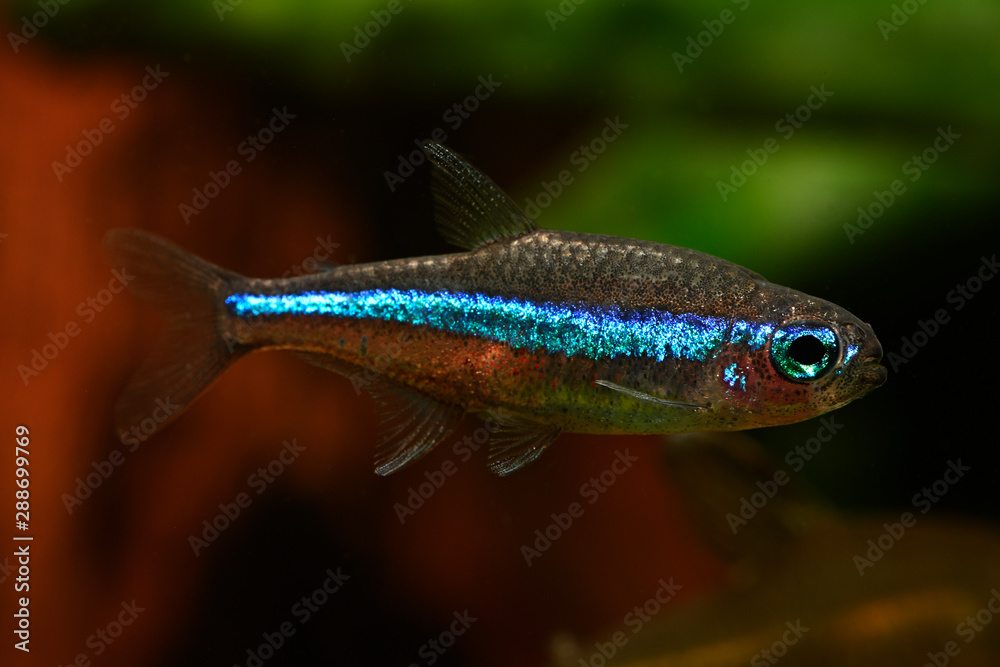 Neon Tetra in detail in aquarium. Neon Tetra in detail in aquarium.