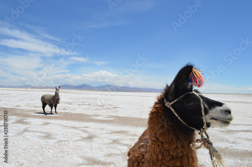 llamas en las salinas grandes, norte argentino