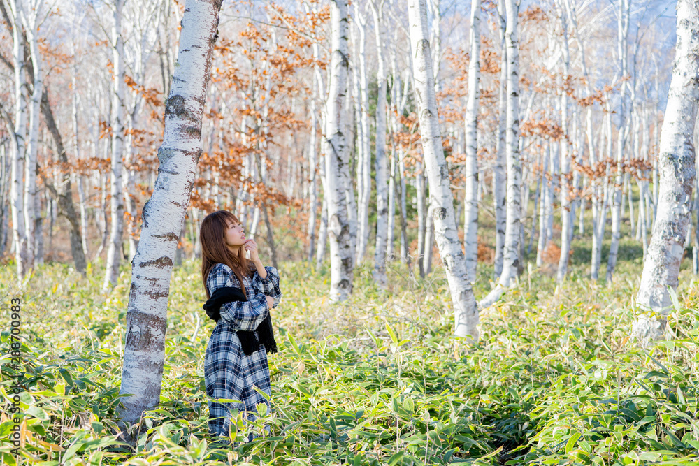 紅葉と白樺と女性 紅葉と白樺と女性