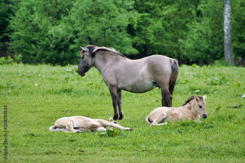 Polish little wild horses  i.e tarpans mare and foals in its natural environment.