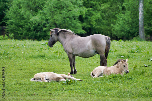 Polish little wild horses  i.e tarpans mare and foals in its natural environment.