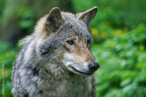 Close up of wild grey wolf in Polish forest.