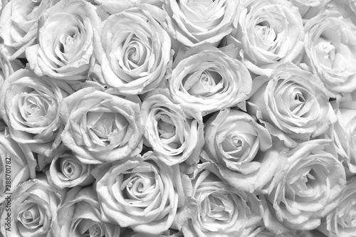 Fototapeta Naklejka Na Ścianę i Meble -  Black and white background with beautiful white roses