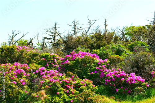 제주에 있는 한라산의 풍경이다 photo