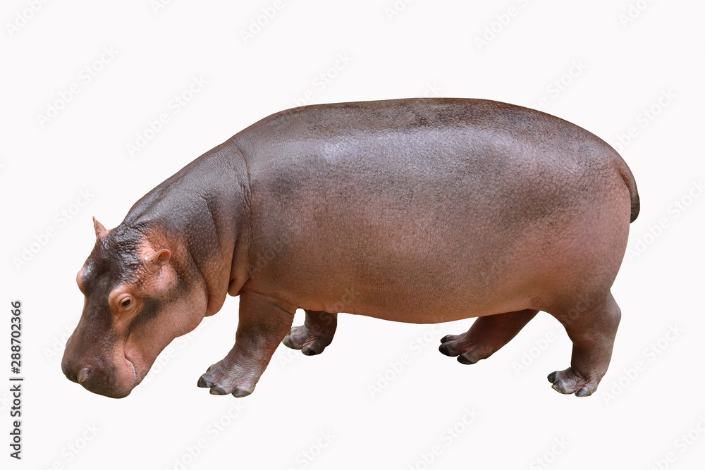 Hippopotamus isolated on white background. Hippopotamus isolated on white background.