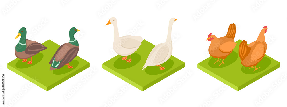 Naklejka premium Isometric poultry vector. Hen, duck and goose 3d illustration. Goose and duck, rooster farming isolated
