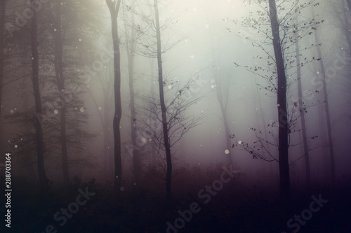 fantasy forest  mysterious woods background