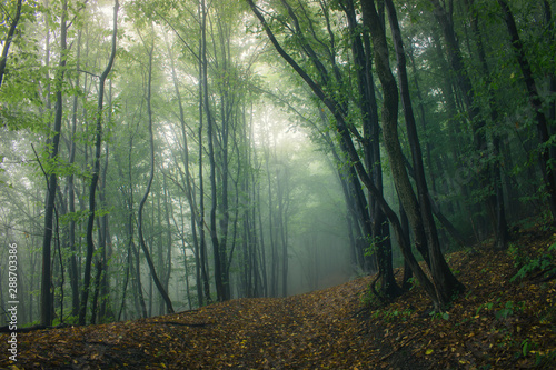 green forest path in fog