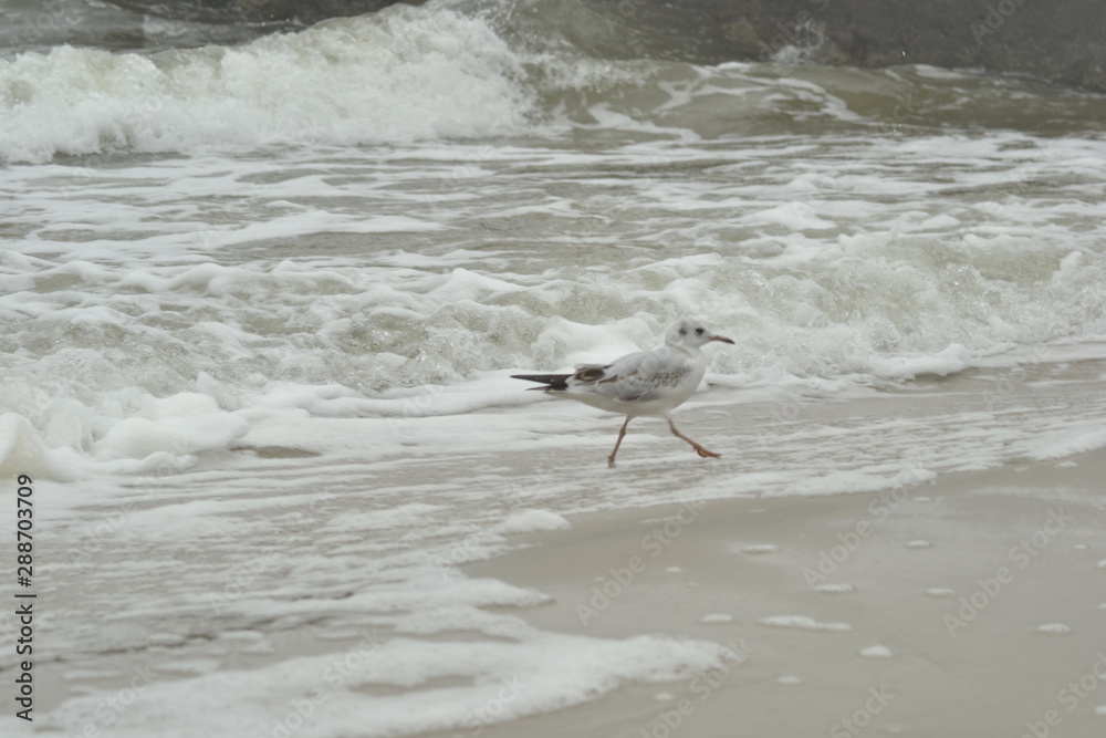 seagull on the beach