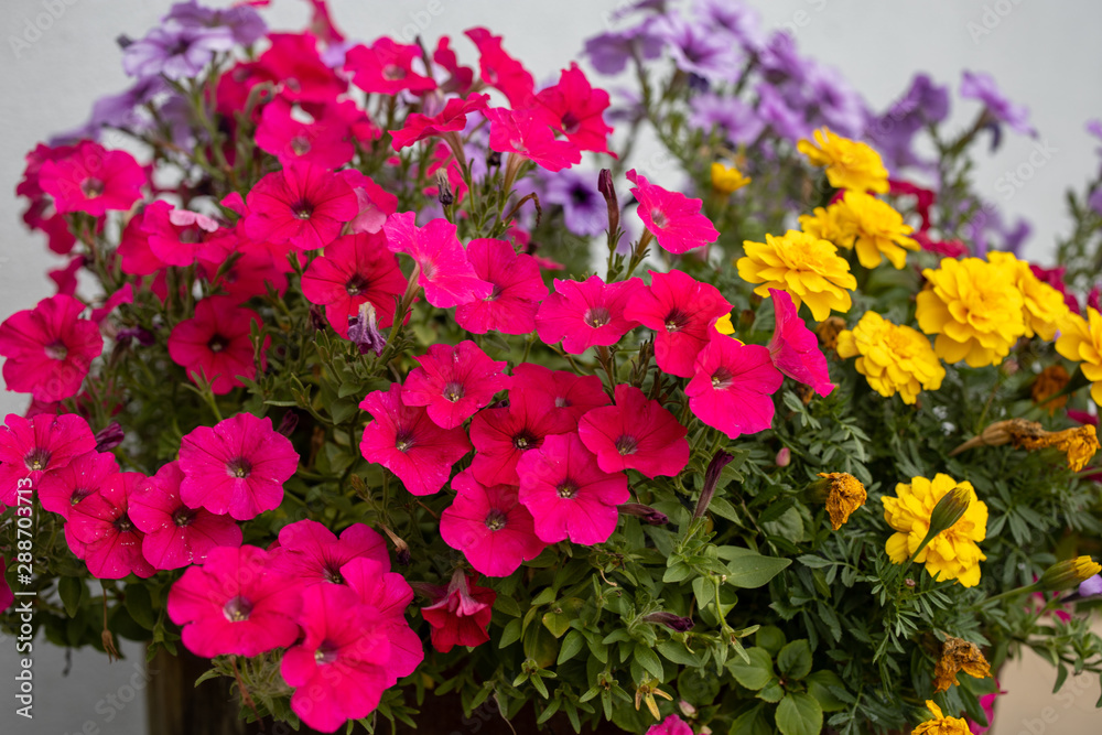 Flowers Flowers