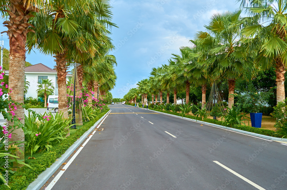 palm trees along the road