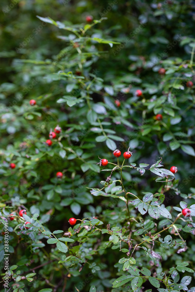 Red Berries in Bush