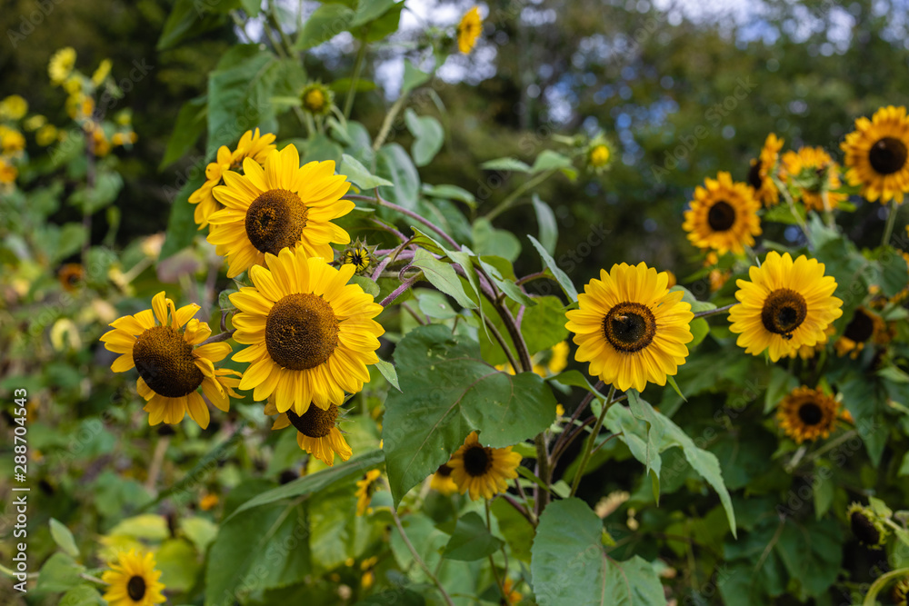 Obraz premium Sunflower