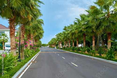 many palm trees along the road