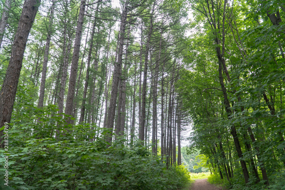 forest path and tree crowns in the forest forest path and tree crowns in the forest