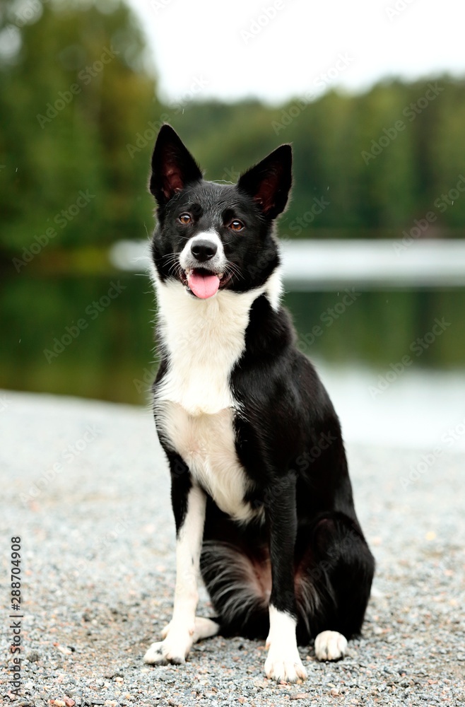 A short hair border collie sitting outdoors on a cloudy day Stock Photo |  Adobe Stock