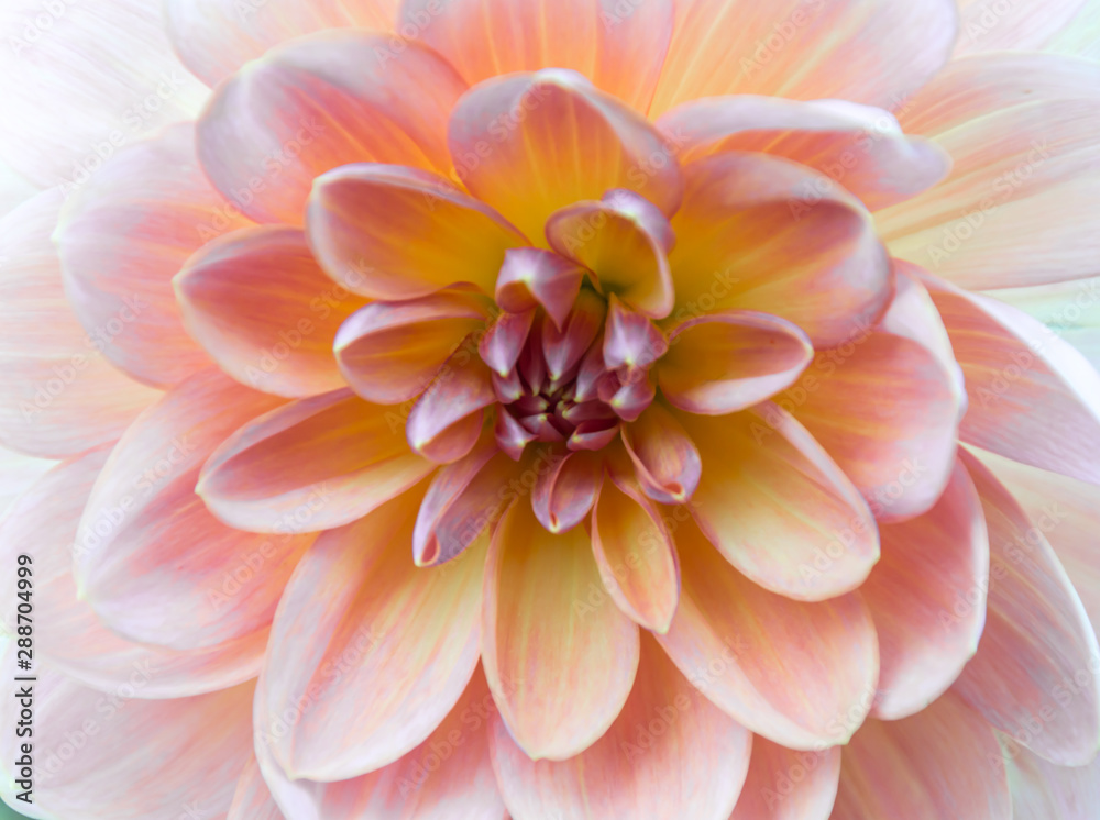 Soft Dahlia Soft Dahlia
