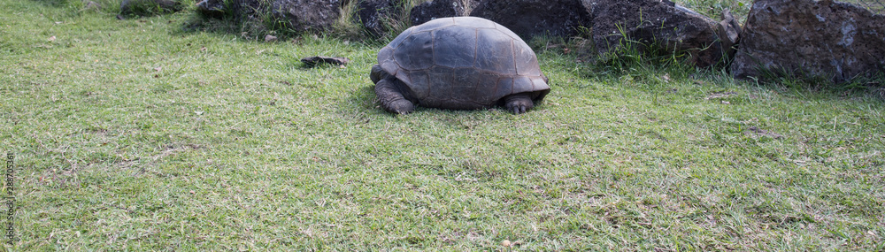 large tortoise in a national park in Mauritius large tortoise in a national park in Mauritius