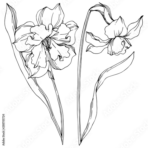 Vector Narcissus floral botanical flowers. Black and white engraved ink art. Isolated narcissus illustration element.