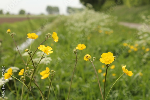 yellow buttercups closeup and a ditch with cow parsley in the background