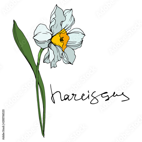 Vector Narcissus floral botanical flowers. Black and white engraved ink art. Isolated narcissus illustration element.
