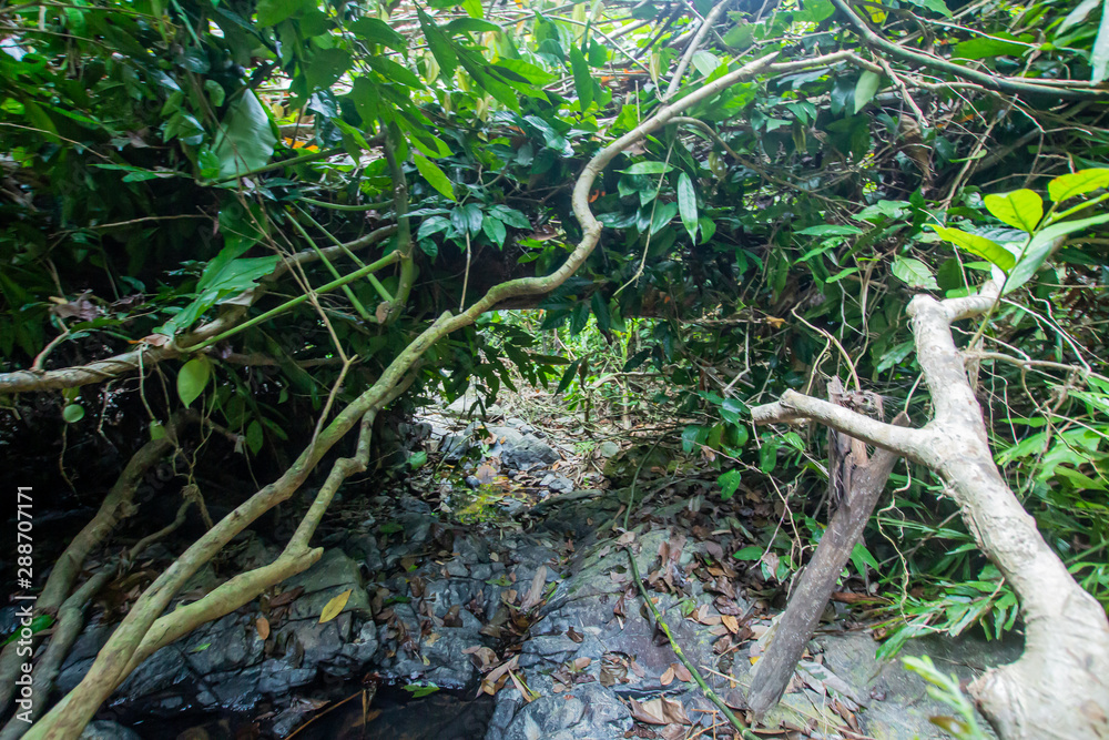 Ton Aow Yon Waterfall rich natural resources,in the forest,asia tropical areaat Island Phuket Thailand. Ton Aow Yon Waterfall rich natural resources,in the forest,asia tropical areaat Island Phuket Thailand.