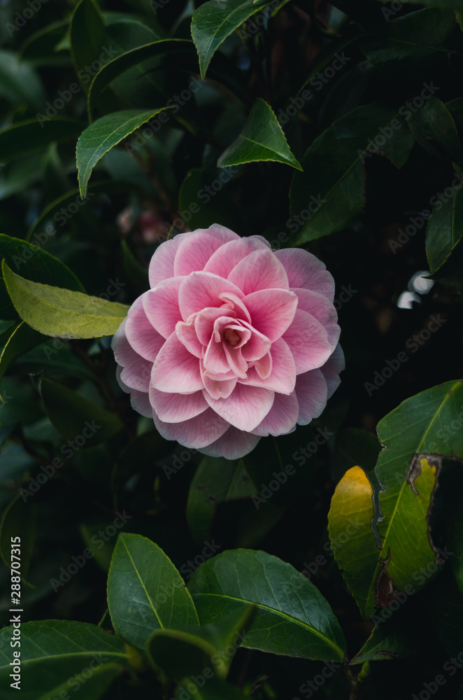 pink rose in the garden pink rose in the garden