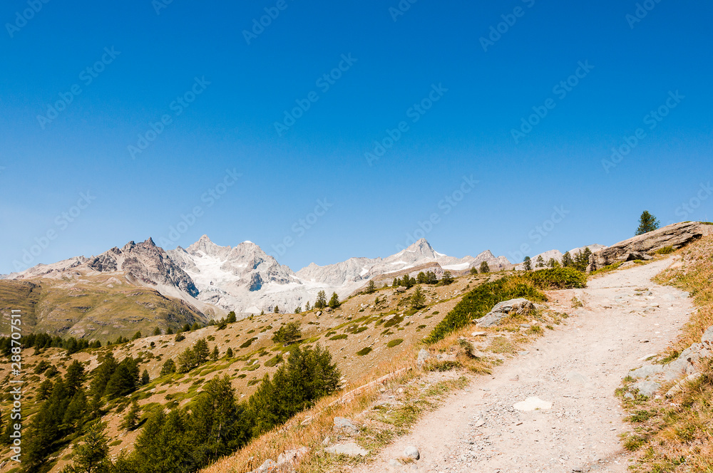 Zermatt, Findeln, Sunnegga, Wanderweg, Wallis, Alpen, Bergkräuter, Gletscher, Zinalrothorn, Ober Gabelhorn, Sommer, Schweiz