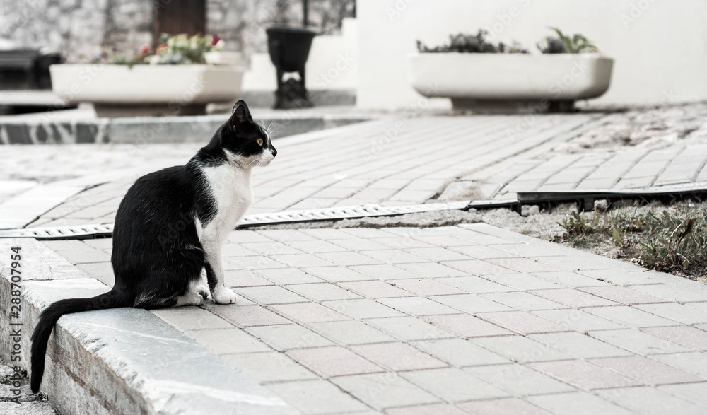 Black and white cat on the pavement of the old city