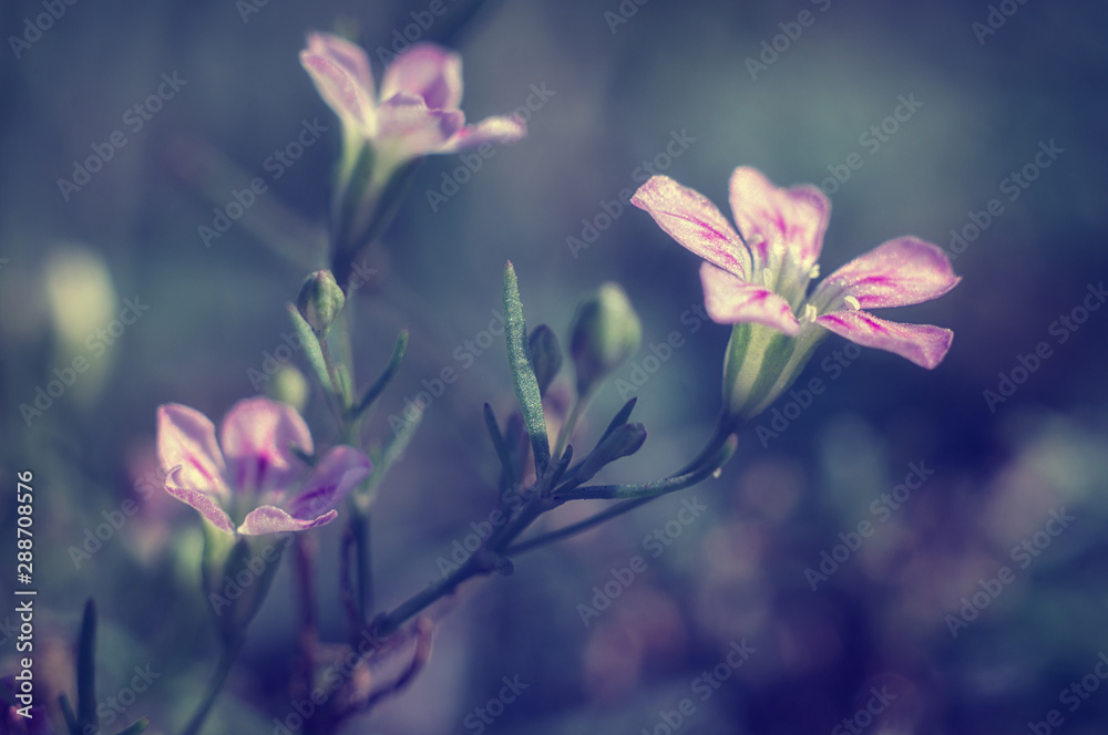 Fototapeta premium Tiny beautiful meadow blooming flower lilac pink color close-up