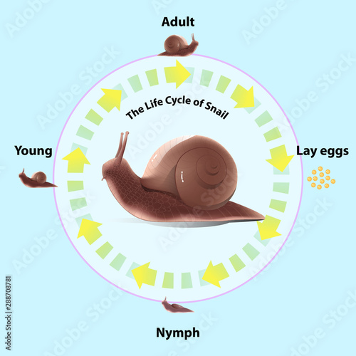 Snail's life cycle Invertebrates Eat plants and fruit