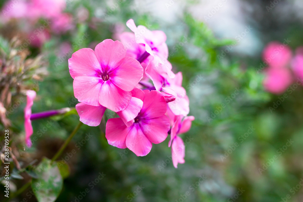 Blooming pink phlox paniculata flowers clusters in a flower bed in the summer garden. Blooming pink phlox paniculata flowers clusters in a flower bed in the summer garden.