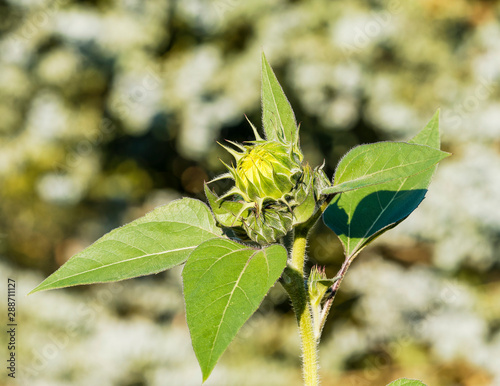 (Helianthus annuus) Blütenstand von Sonnenblumen mit Deckblatt or Braktee photo